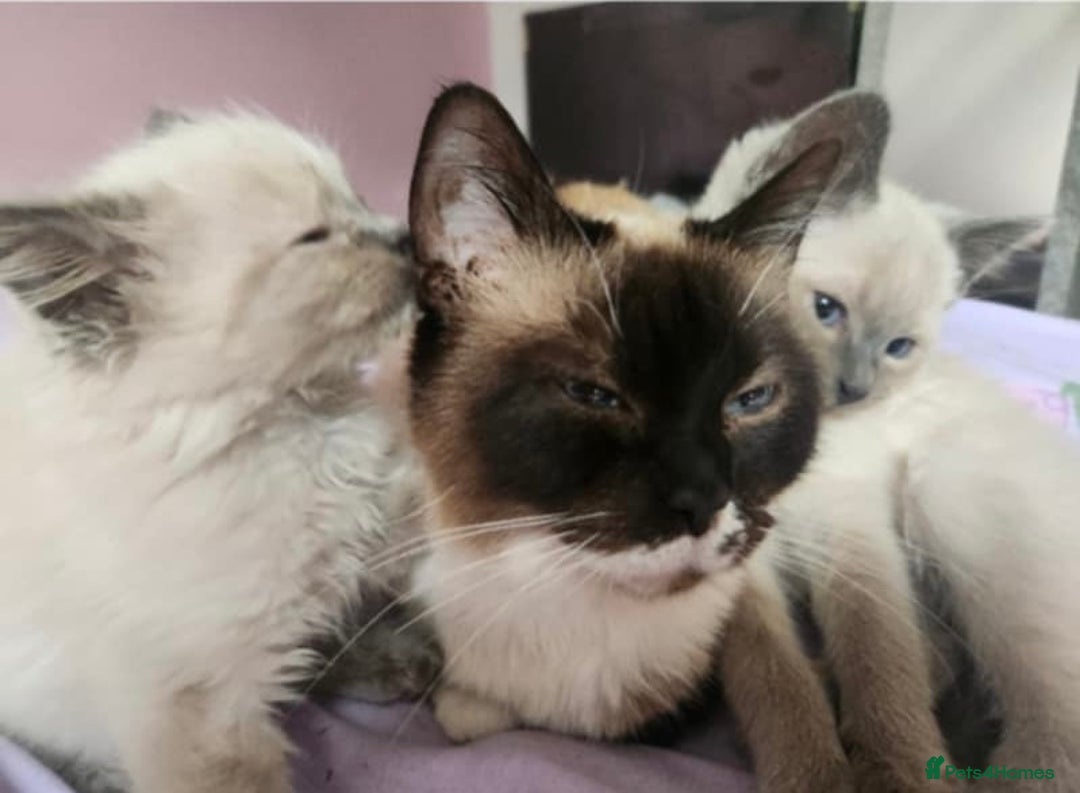 Ragdoll cats for sale: Male Gorgeous blue eyed Ragdoll  - Image 7