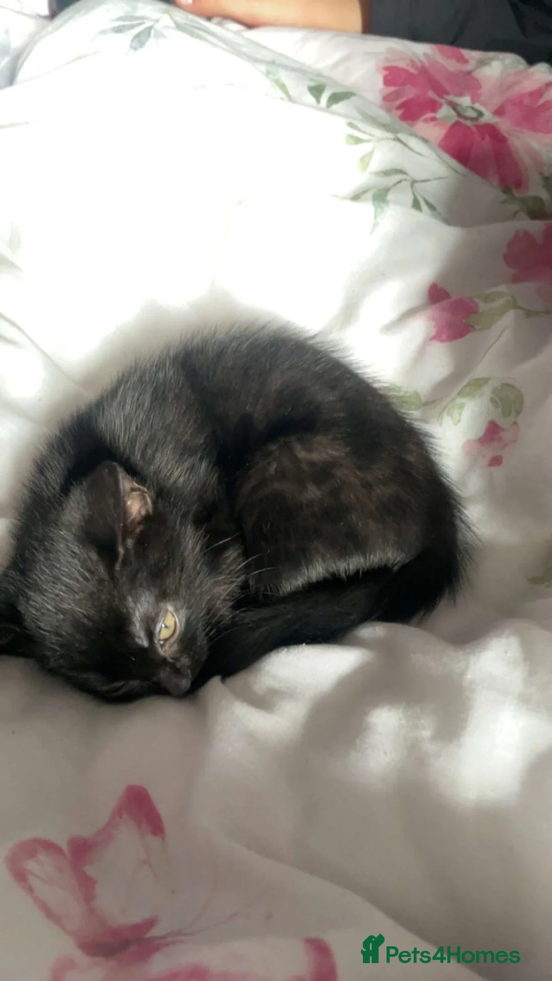 American Shorthair cats for sale: 1 Male Black Kitten! - Advert 2