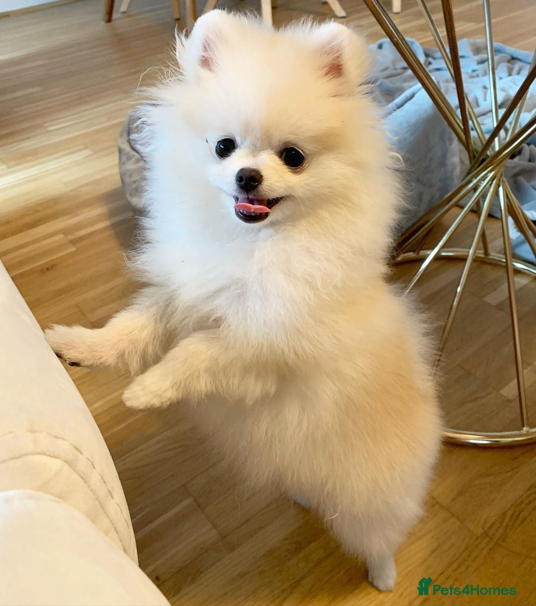 Pomeranian dogs for sale: Poppy is a beautiful fluffy little Pomeranian girl - Advert 2