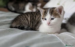 British Shorthair cats for sale: British Short Hair x Domestic Short Hair - Image 14