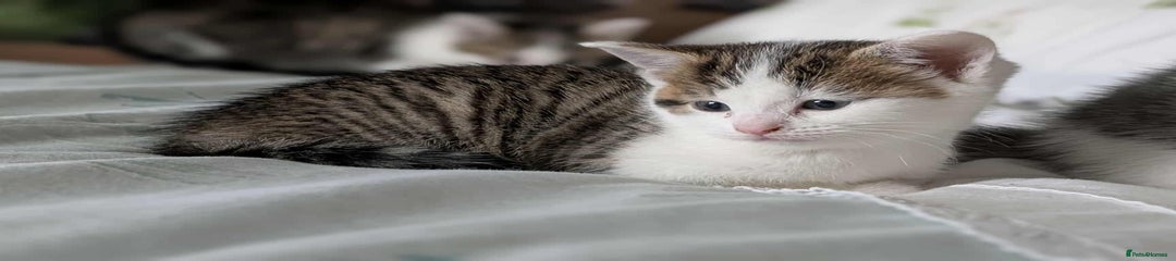 British Shorthair Kitten 2