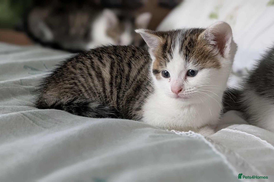 British Shorthair cats for sale: British Short Hair x Domestic Short Hair - Image 14