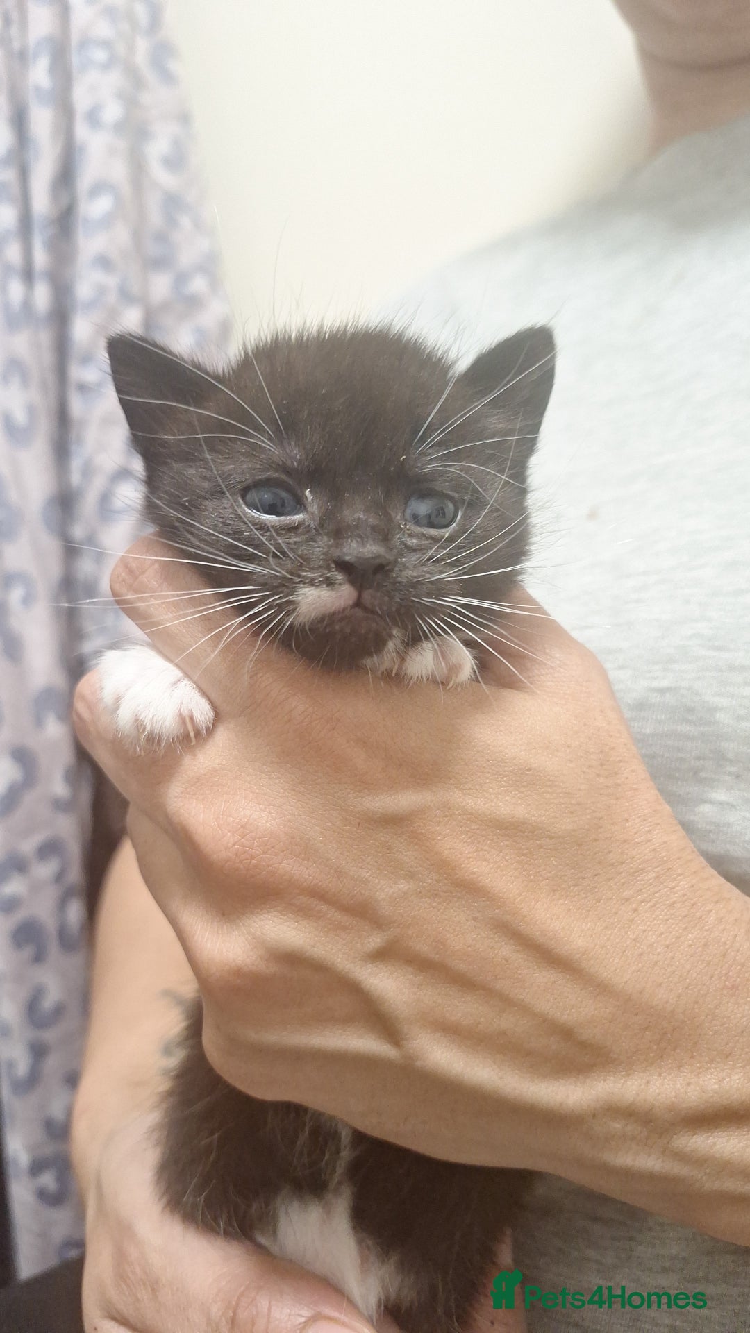 Mixed Breed cats for sale: 3 gorgeous kittens 😸 half Scottish fold. - Advert 6