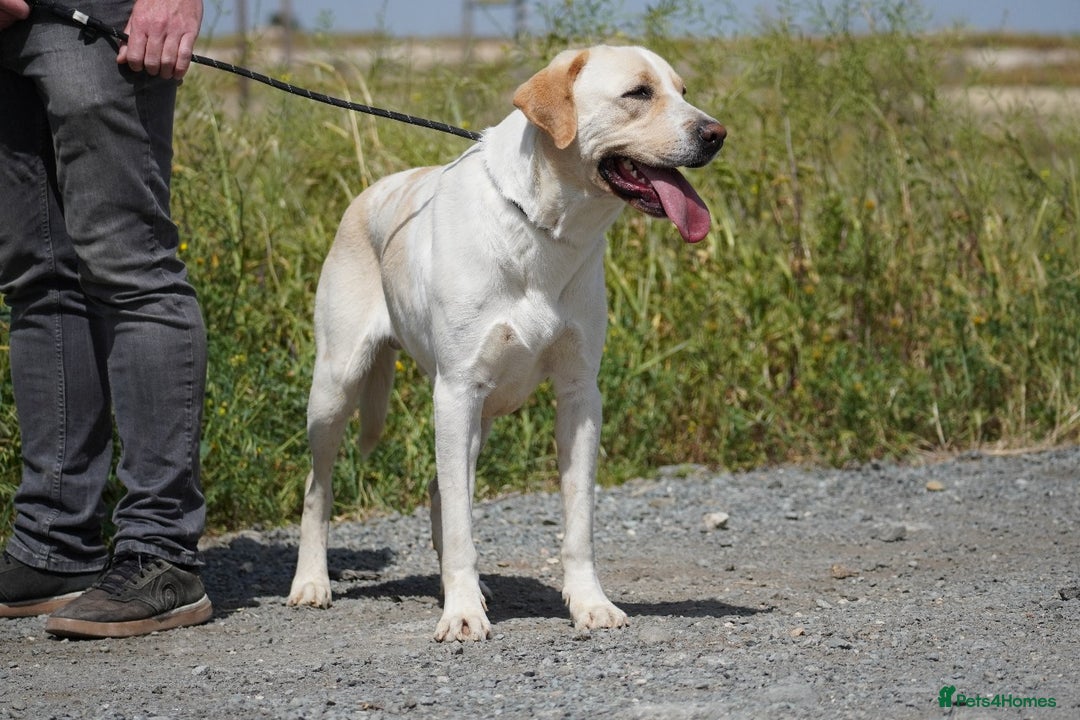 Labrador Retriever dogs for adoption: STORM !  - Image 20