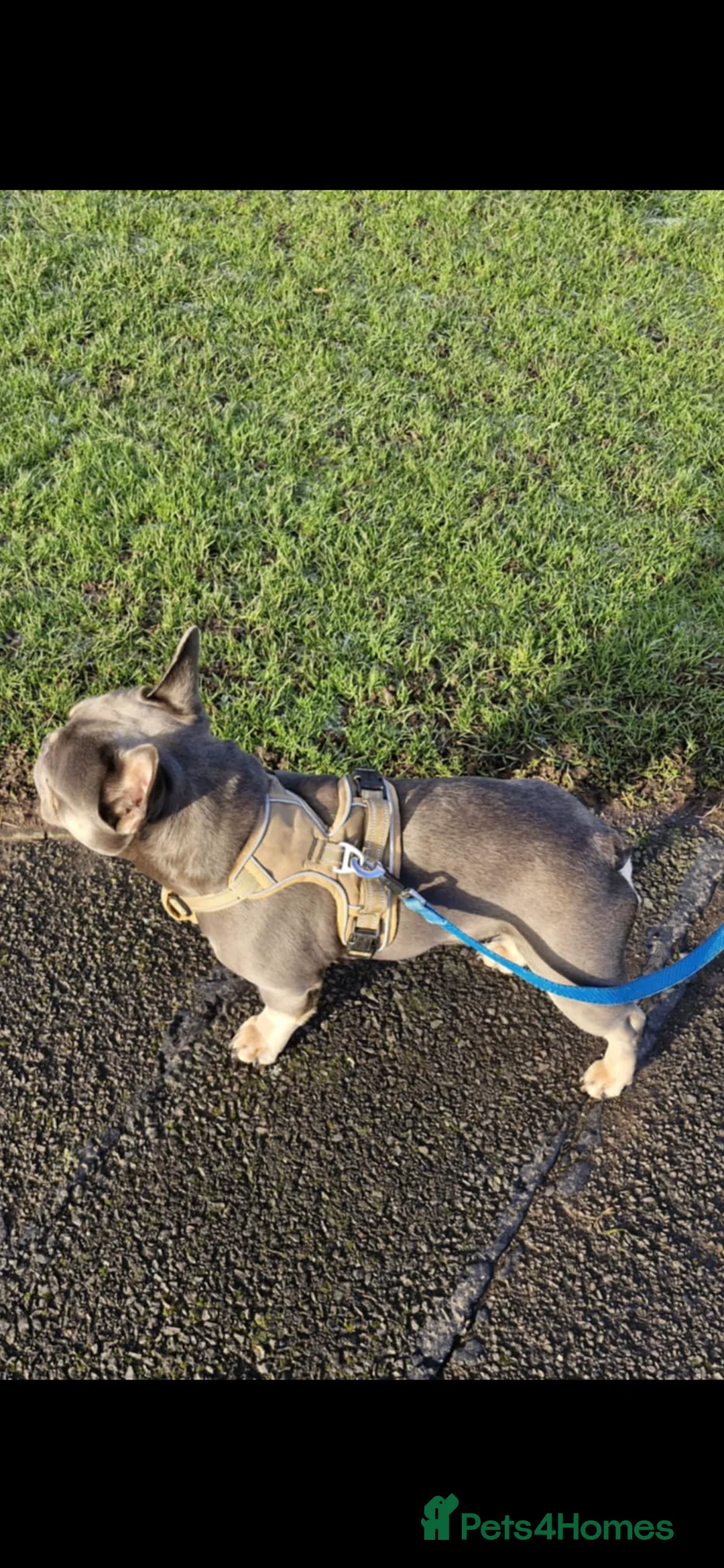 French Bulldog dogs for stud: Stunning French Bulldog For Stud in Dundee - Advert 2