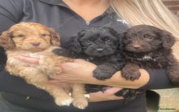 Cavapoo dogs for sale: Cavapoos boys and girls  - Image 2