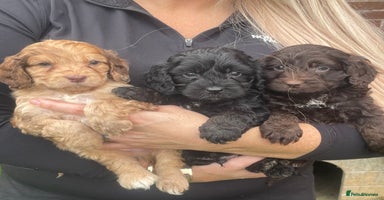 Cavapoo dogs - Advert 2