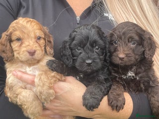 Cavapoo dogs - Advert 5