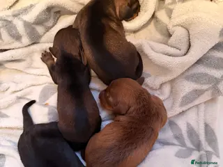 Dachshund dogs Exceptional Wire Haired Dachshunds (teckels) - Advert 3