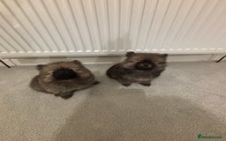 Pomeranian dogs for sale: Small Pomeranian puppies  - Advert 9