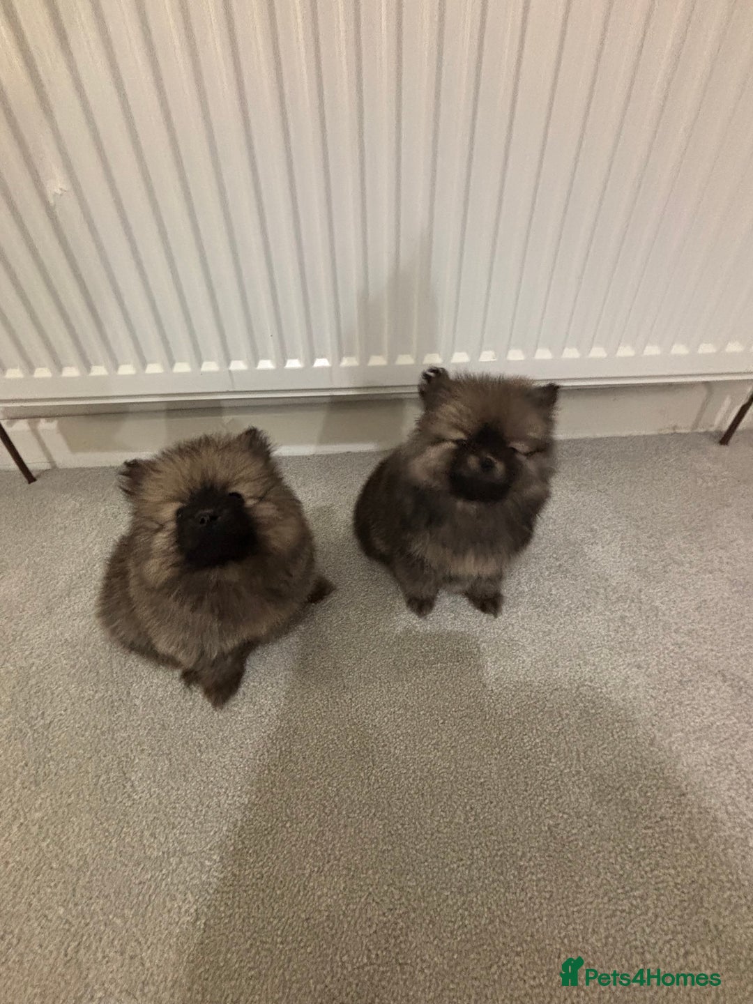 Pomeranian dogs for sale: Small Pomeranian puppies  - Advert 9