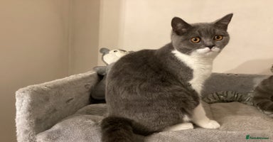 British Shorthair cats - Advert 10
