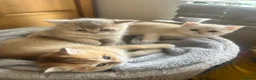 Scottish Fold cats for sale:  Kittens Ready for Their Forever Homes - Advert 18
