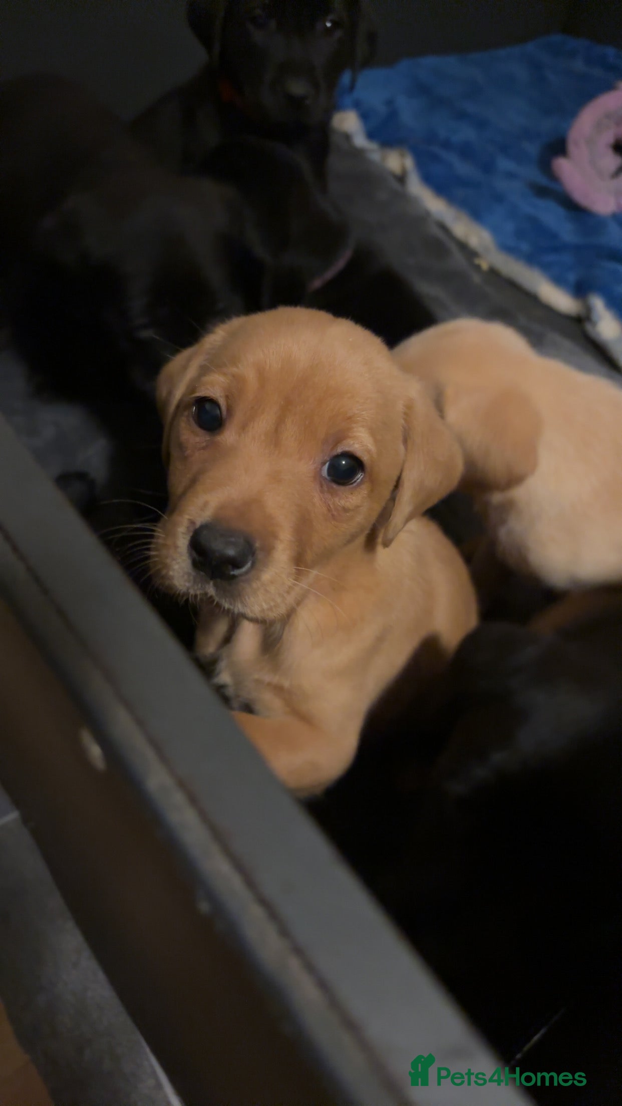 Labrador Retriever dogs Last red girl gamekeeper bred Labrador litter  - Advert 17