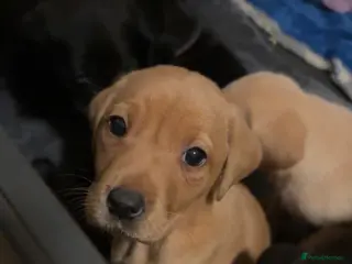 Labrador Retriever dogs Last red girl gamekeeper bred Labrador litter - Advert 15