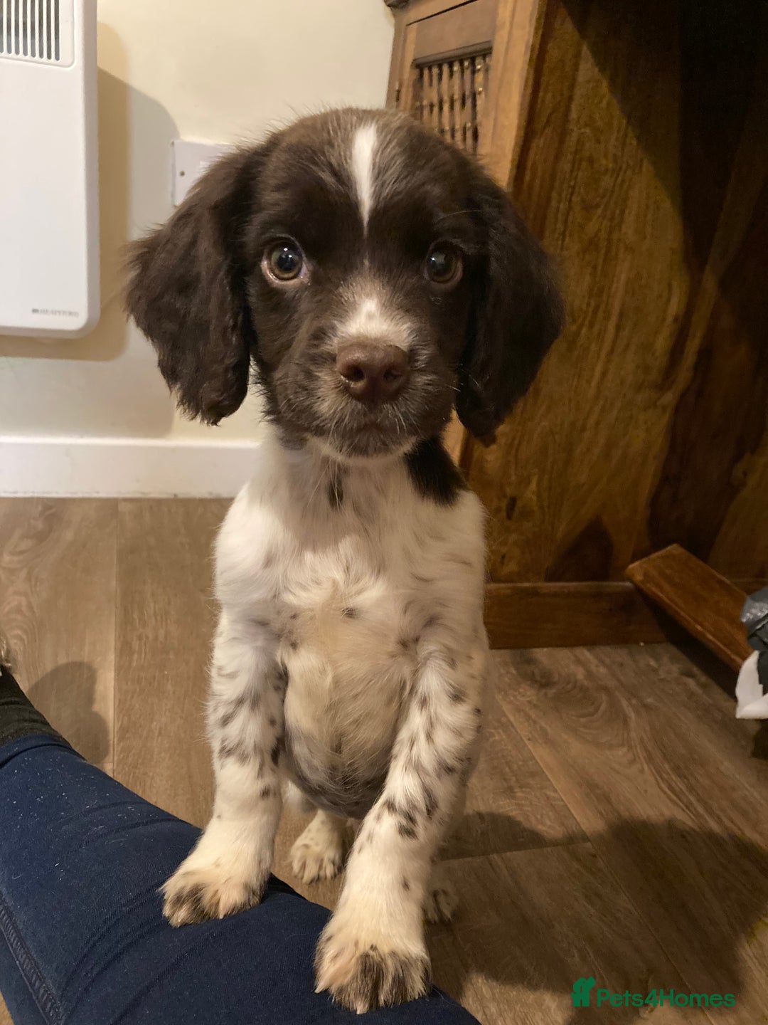 English Springer Spaniel dogs for sale: 1 BOY LEFT!! Working Bred Springer Spaniel.  - Advert 34