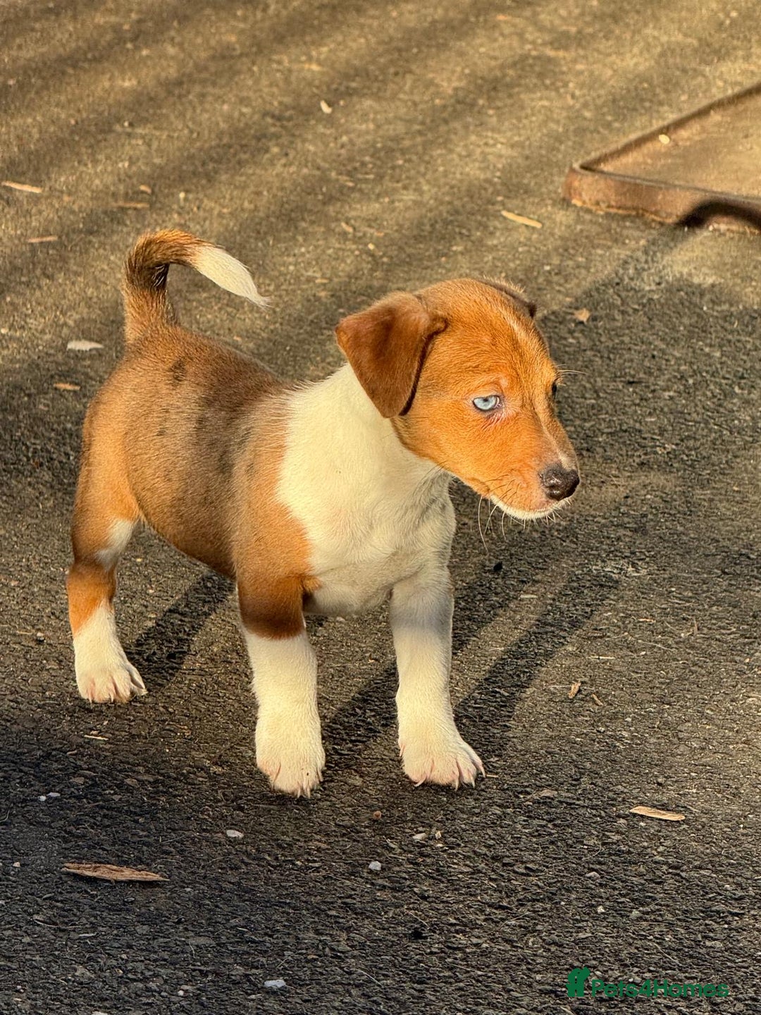 Jack Russell dogs for sale: Jack russell  - Advert 3