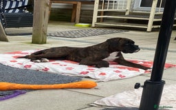 Boxer dogs for stud: Champion Boxer dog at Stud  - Image 8