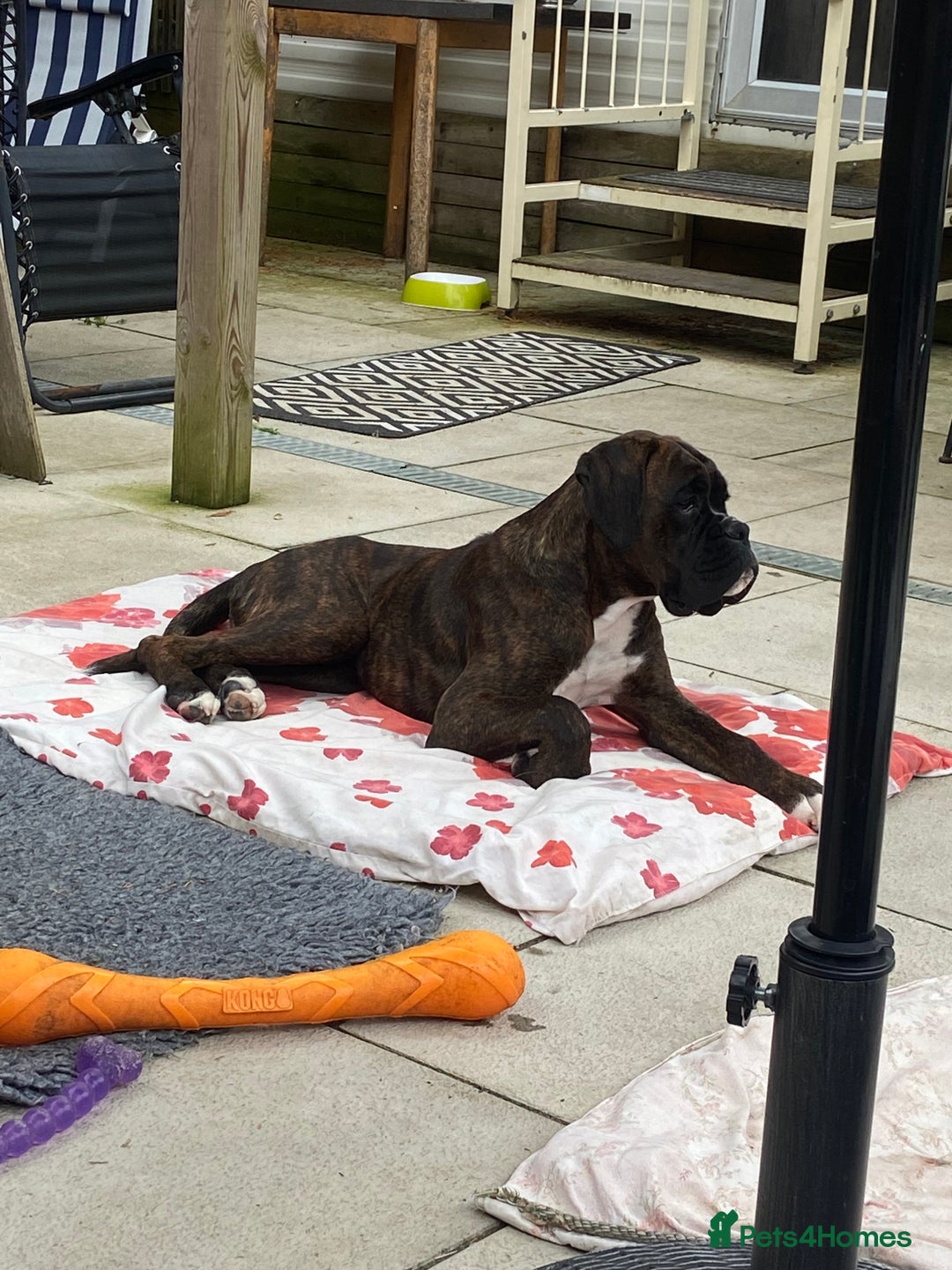 Boxer dogs for stud: Champion Boxer dog at Stud  - Image 8