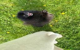 Pomeranian dogs for sale: Beautiful teddy bear( Russian). - Image 6