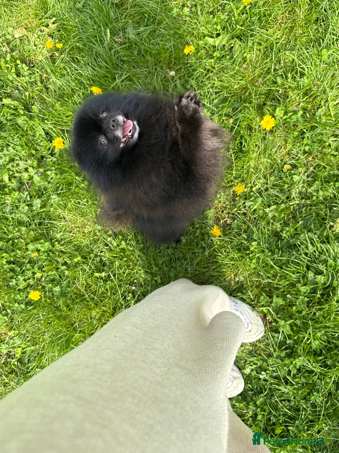 Pomeranian dogs for sale: Beautiful teddy bear( Russian). - Image 6