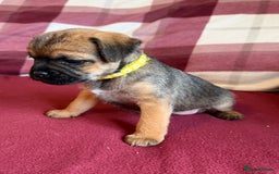 Border Terrier dogs for sale: Beautiful Border Terrier Puppies😍 - Advert 21