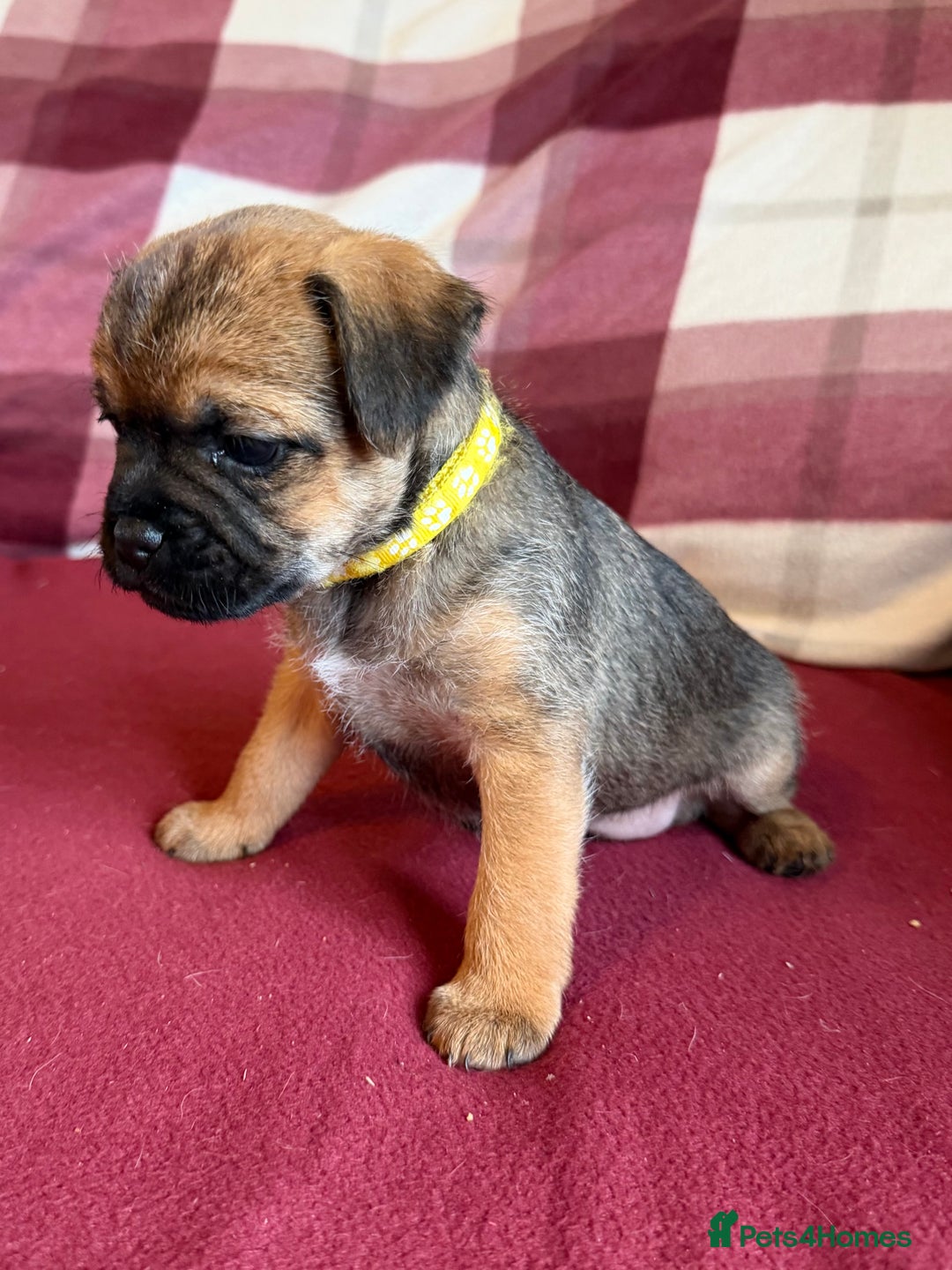 Border Terrier dogs for sale: Beautiful Border Terrier Puppies😍 - Advert 21