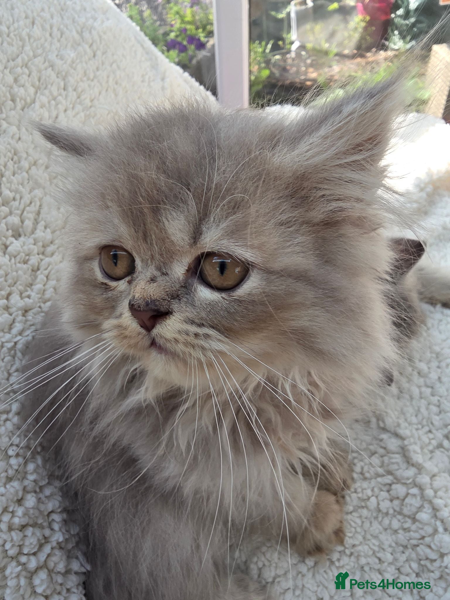 Persian cats Lilac Persian Kittens Ready to Leave Now - Advert 1