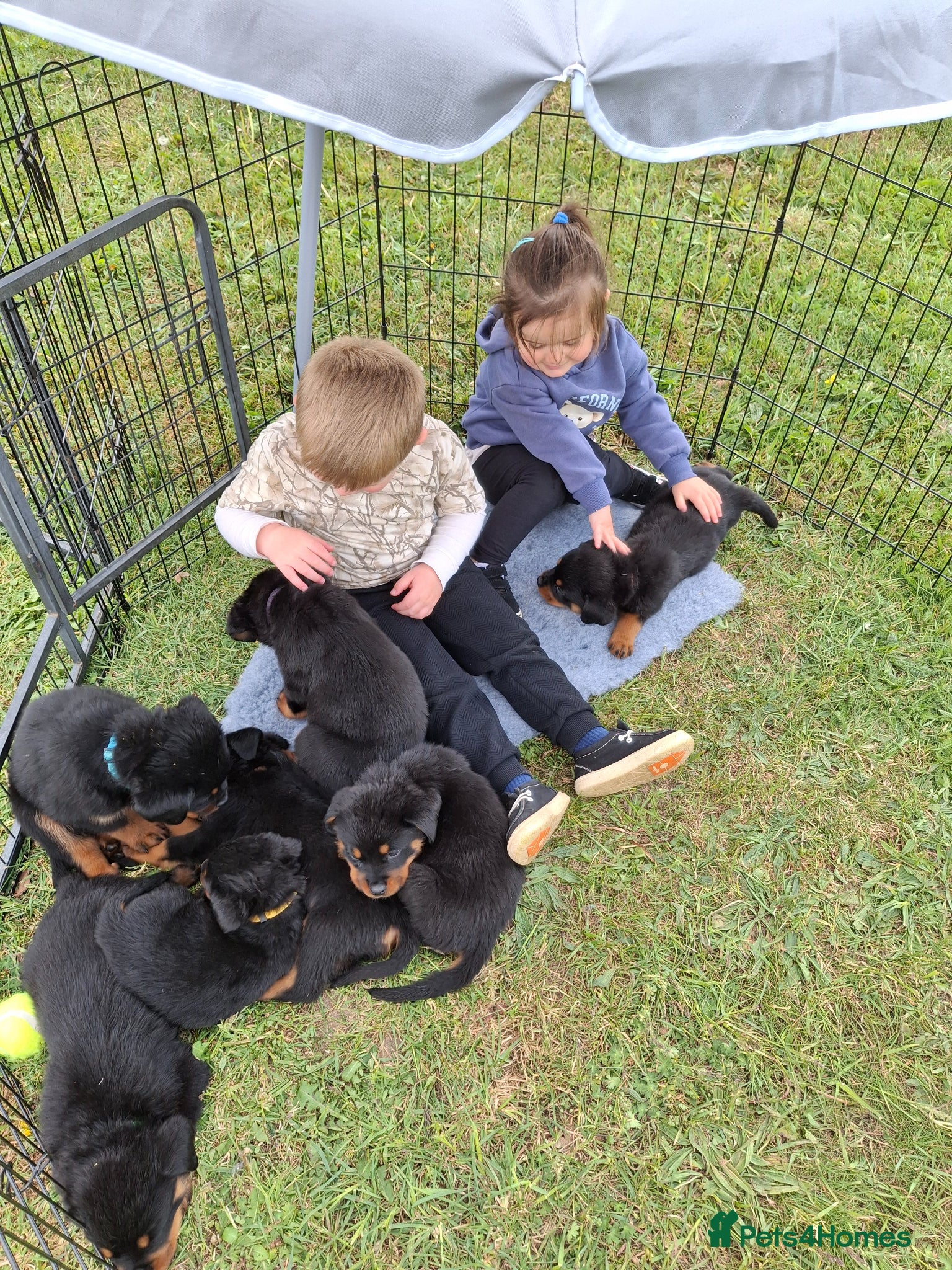 Rottweiler dogs 🌟Stunning KC Registered Rottweiler Puppies 🌟 - Advert 2