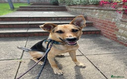 Mixed Breed dogs for adoption: Stunning Alfonz ready for love - Image 20