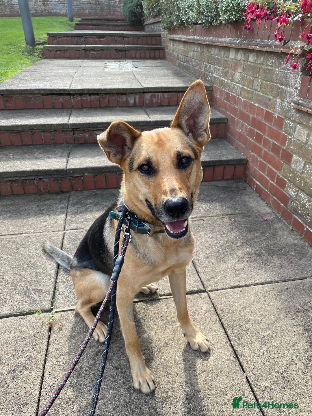 Mixed Breed dogs for adoption: Stunning Alfonz ready for love - Image 20