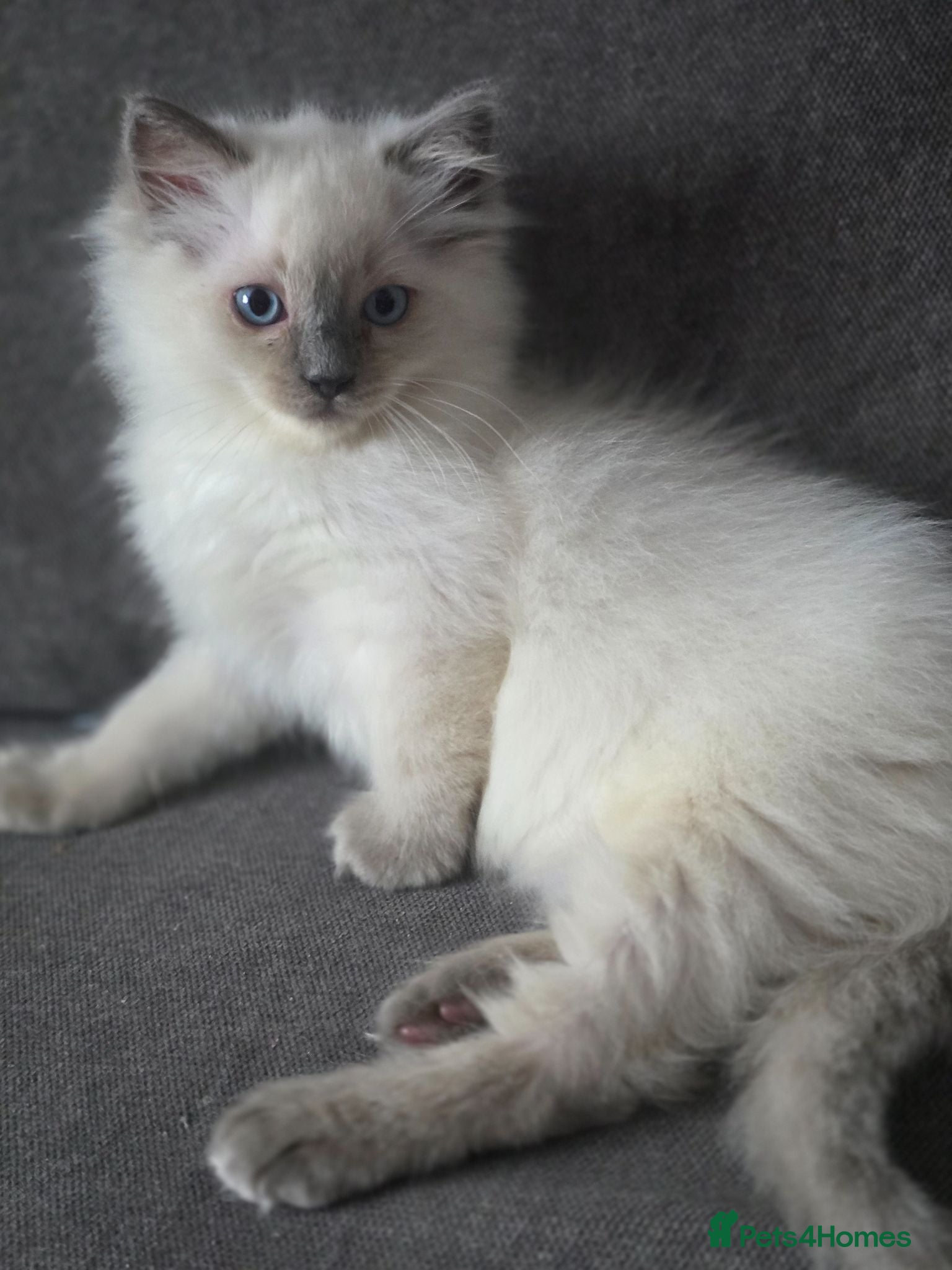 Ragdoll cats Fluffy Ragdolls  - Advert 1