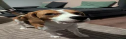Beagle dogs for stud: Baxter - 2 Year Old Beagle for Stud - Advert 9