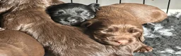 Cocker Spaniel dogs for sale: Fully Health tested kc registered working cocker  - Advert 8