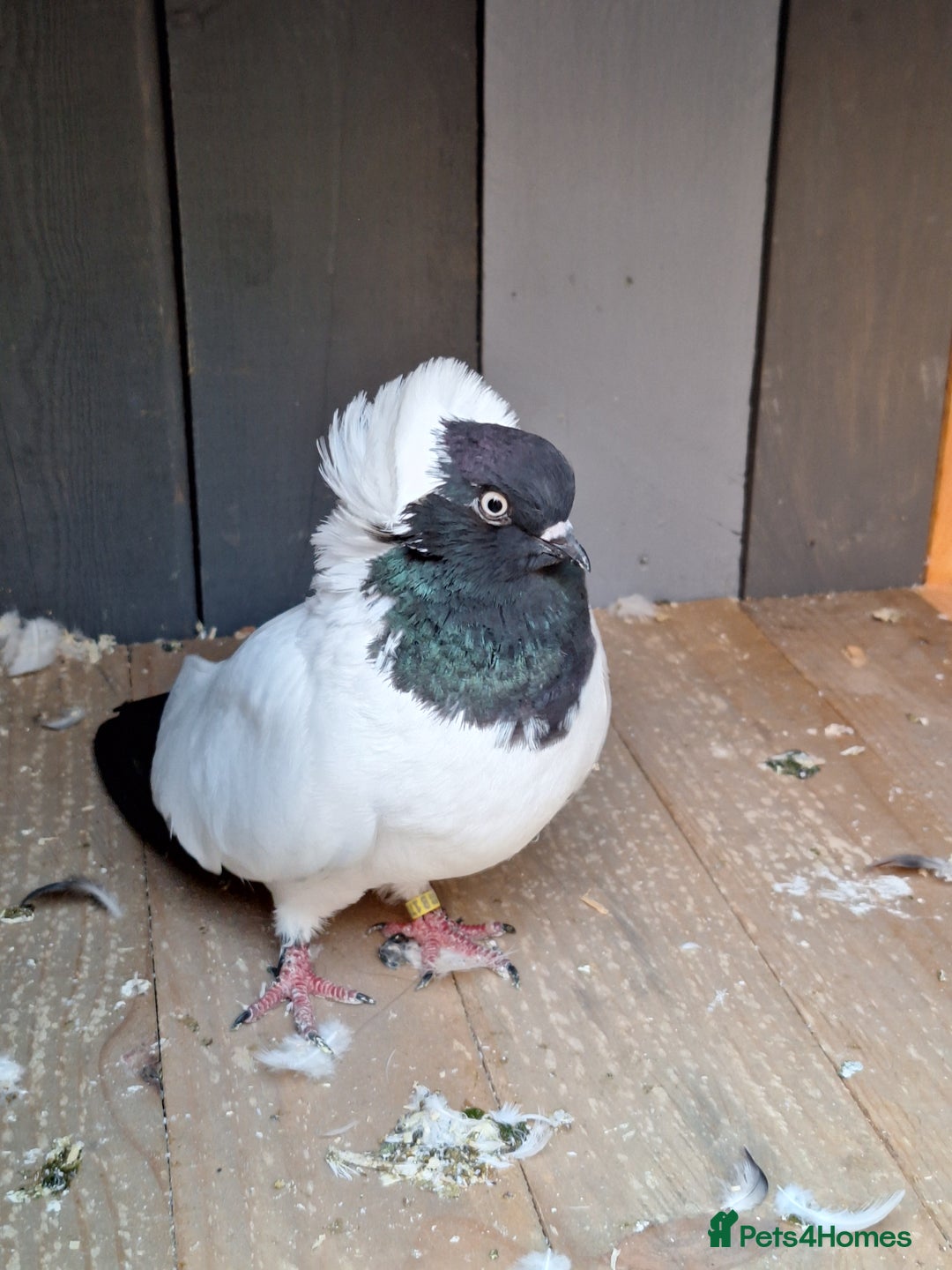 Conures birds for sale: King Madonna Pigeon for sale - Advert 16