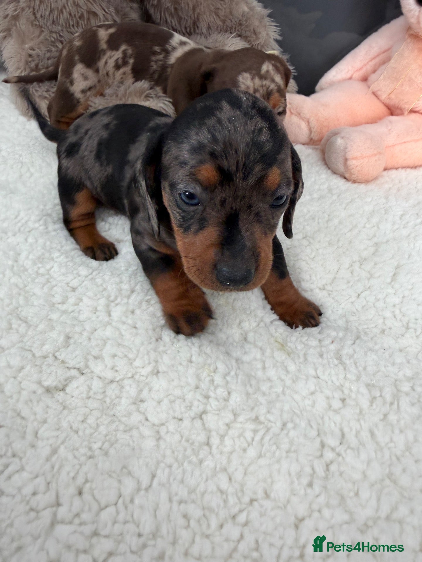 Miniature Dachshund dogs Miniature dachshund puppy’s  - Advert 7