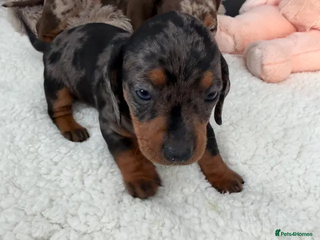 Miniature Dachshund dogs for sale: Miniature dachshund puppy’s READY NOW - Advert 6
