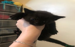 British Shorthair cats for sale: Looking for there forever homes  - Image 9