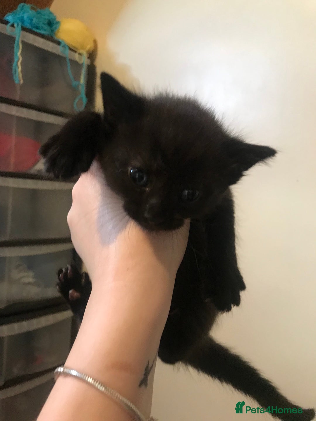 British Shorthair cats for sale: Looking for there forever homes  - Image 9