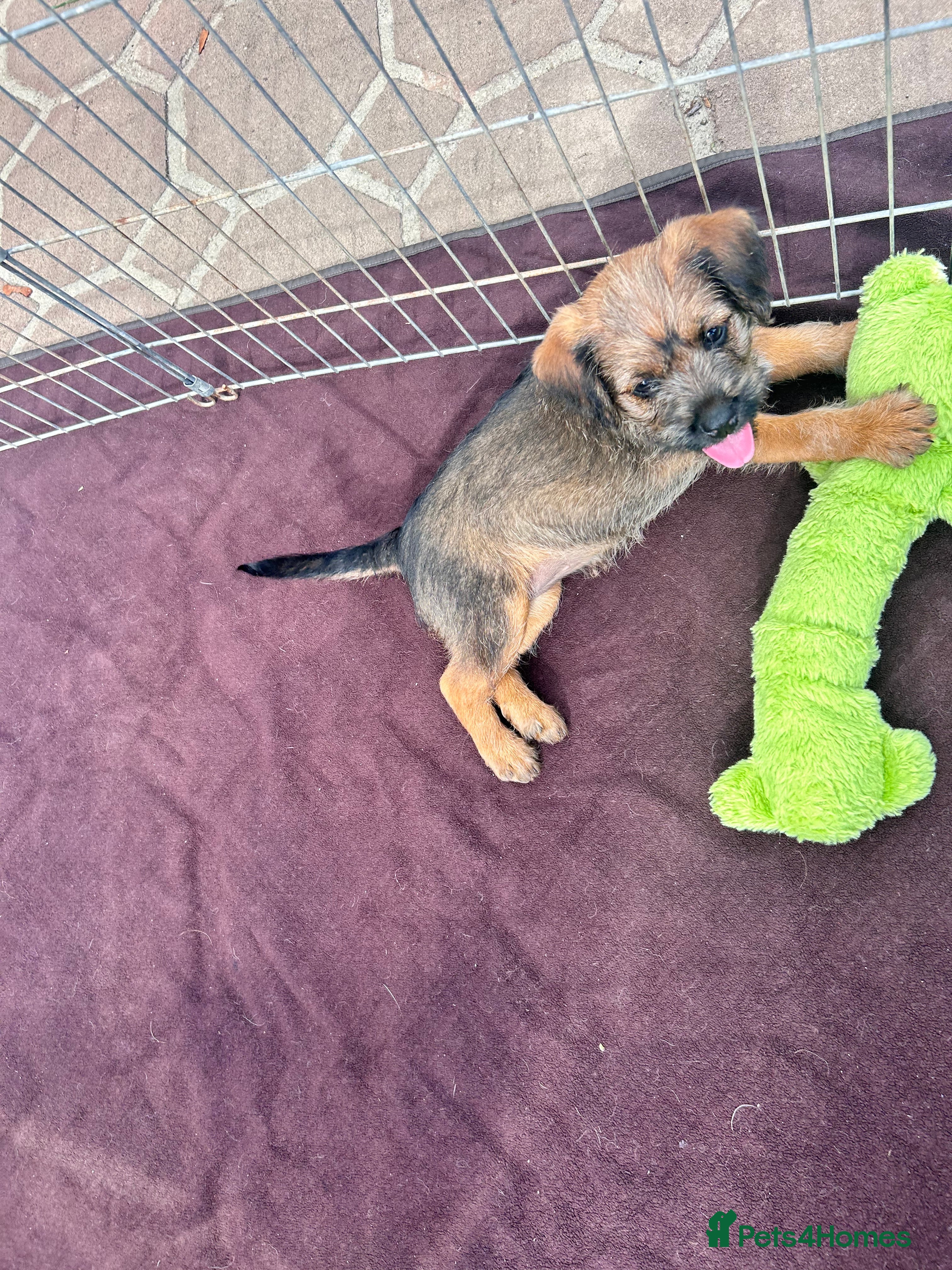 Mixed Breed dogs Borderpoo puppy’s for sale!  - Advert 2