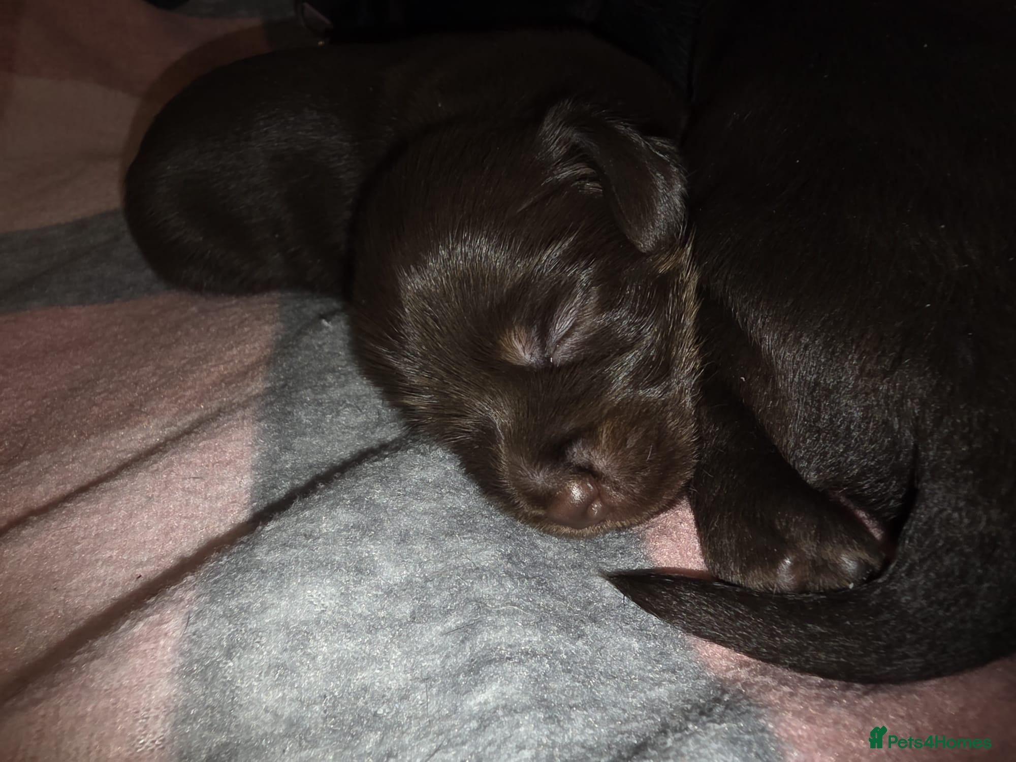 Mixed Breed dogs for sale: 🐾🐾 BEAUTIFUL DACHSHUND/SHI-POO PUPPIES . in Bridgend - Advert 11
