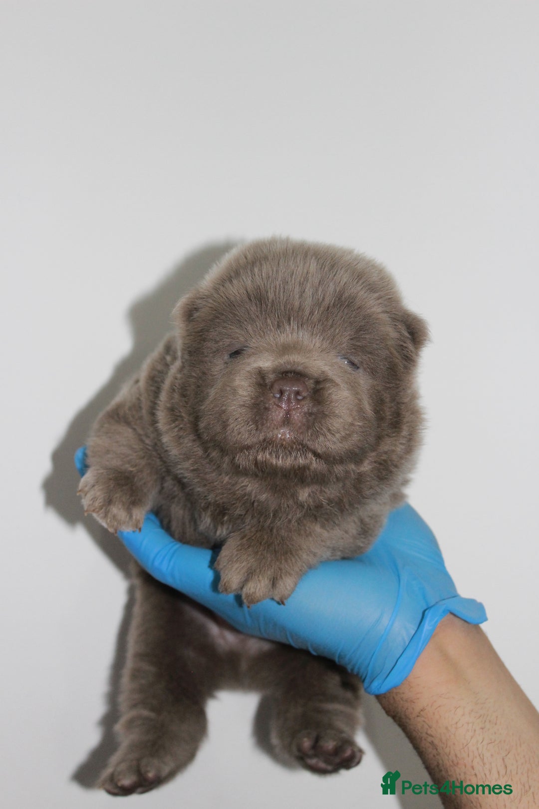 Chow Chow dogs for sale: CHOC🍫LILAC🌪️Champion KC reg🏆 pedigree chow chow - Image 5