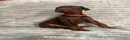 Dobermann dogs for sale: EuropeanDobermanPuppies - Advert 7