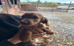 Cocker Spaniel dogs for sale: Beautiful cocker spaniel puppies❤️ - Image 4