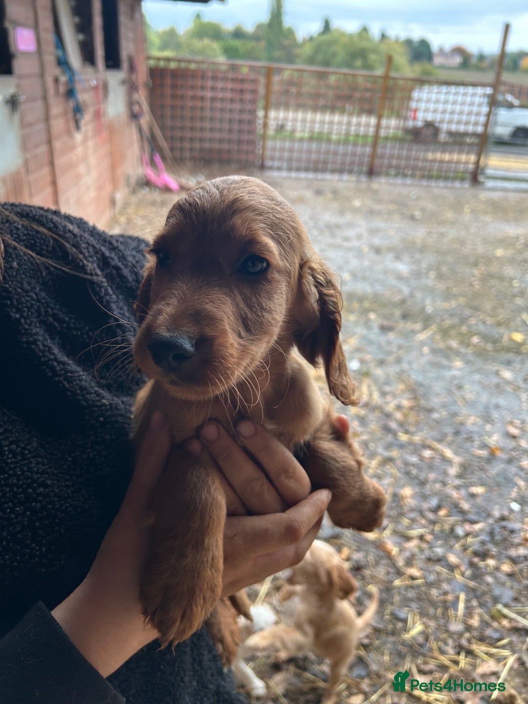 Cocker Spaniel dogs for sale: Beautiful cocker spaniel puppies❤️ - Image 4