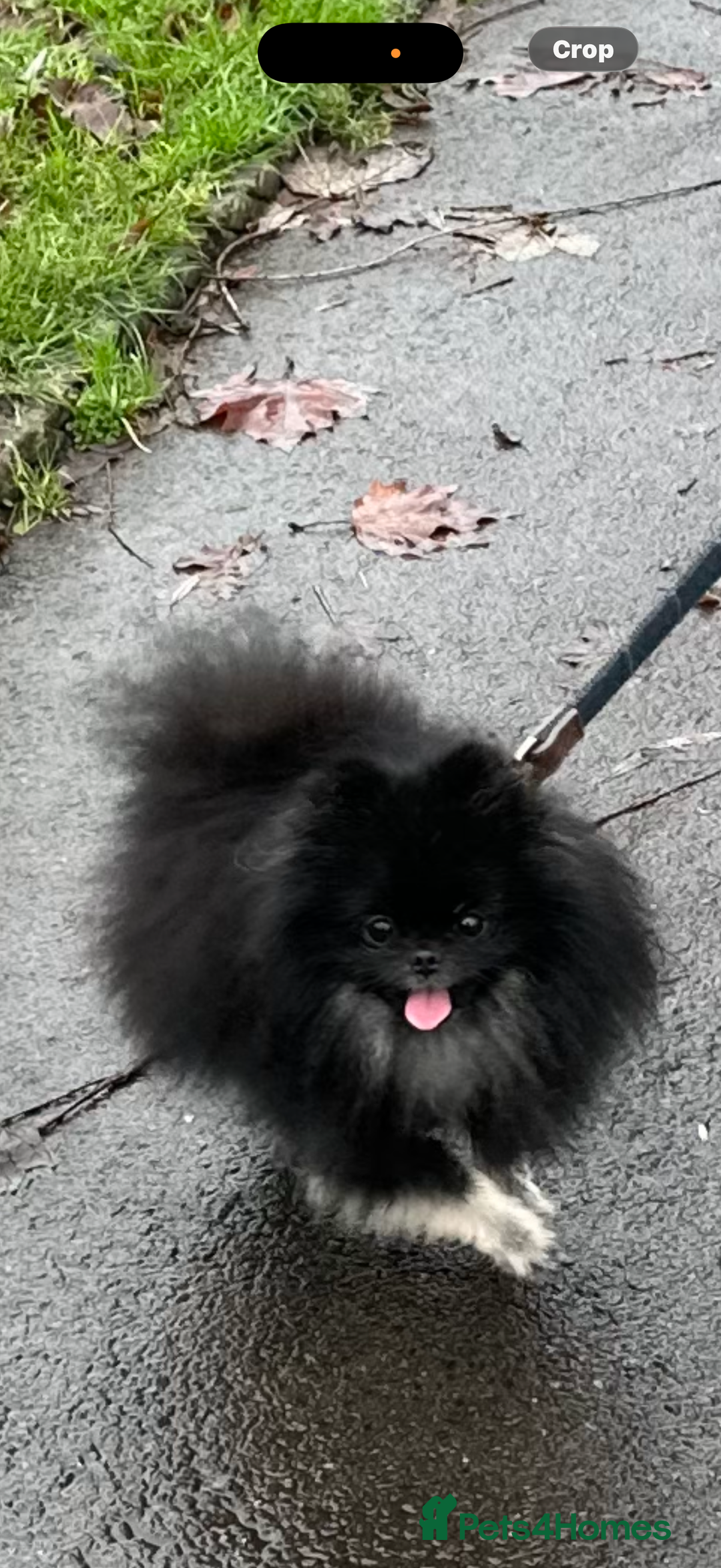Pomeranian dogs for sale: 2 beautiful Pomeranian's left, boy/girl - Advert 9