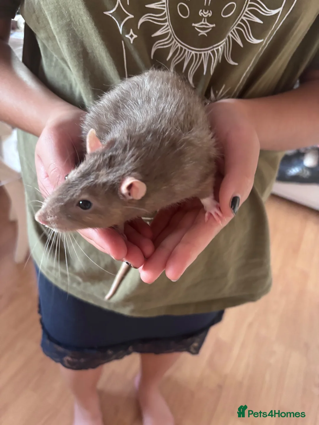 Rat rodents for sale: 3 adult male rats plus cage in Chelmsford - Advert 1