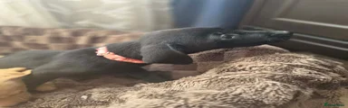 Labrador Retriever 4