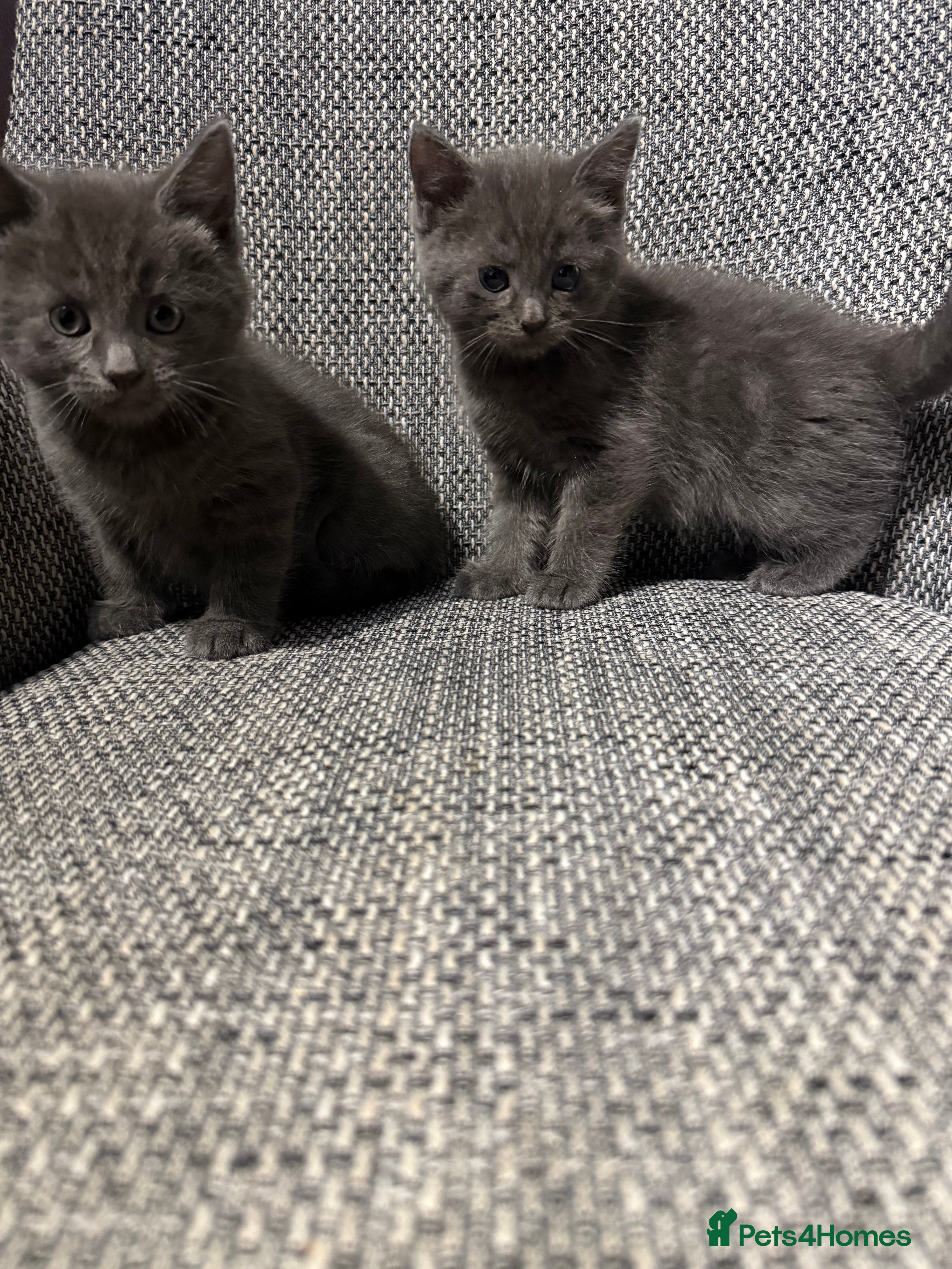 British Shorthair cats British shorthair kittens - Advert 2