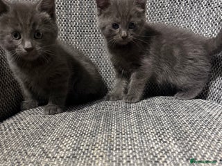 British Shorthair cats British shorthair kittens - Advert 2